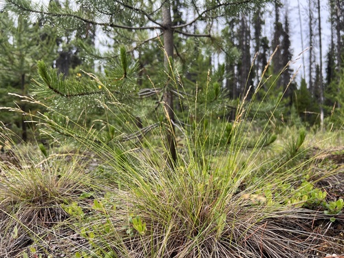 mountain ricegrass (Piptatheropsis pungens)