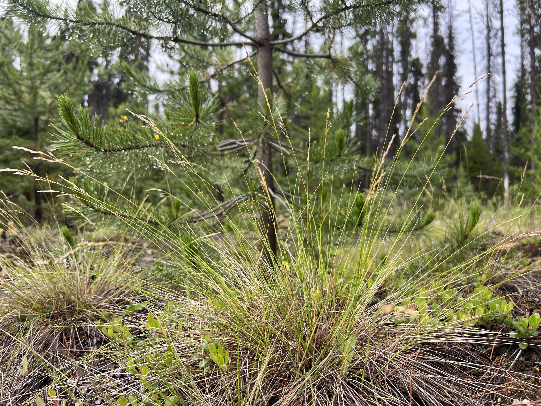 Piptatherum pungens