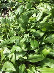Salvia pentstemonoides
