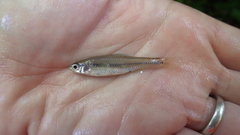 Notropis texanus