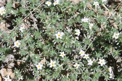 Euploca confertifolia