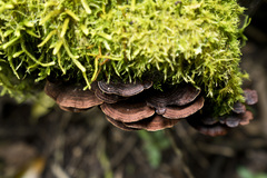 Hymenochaete microcycla