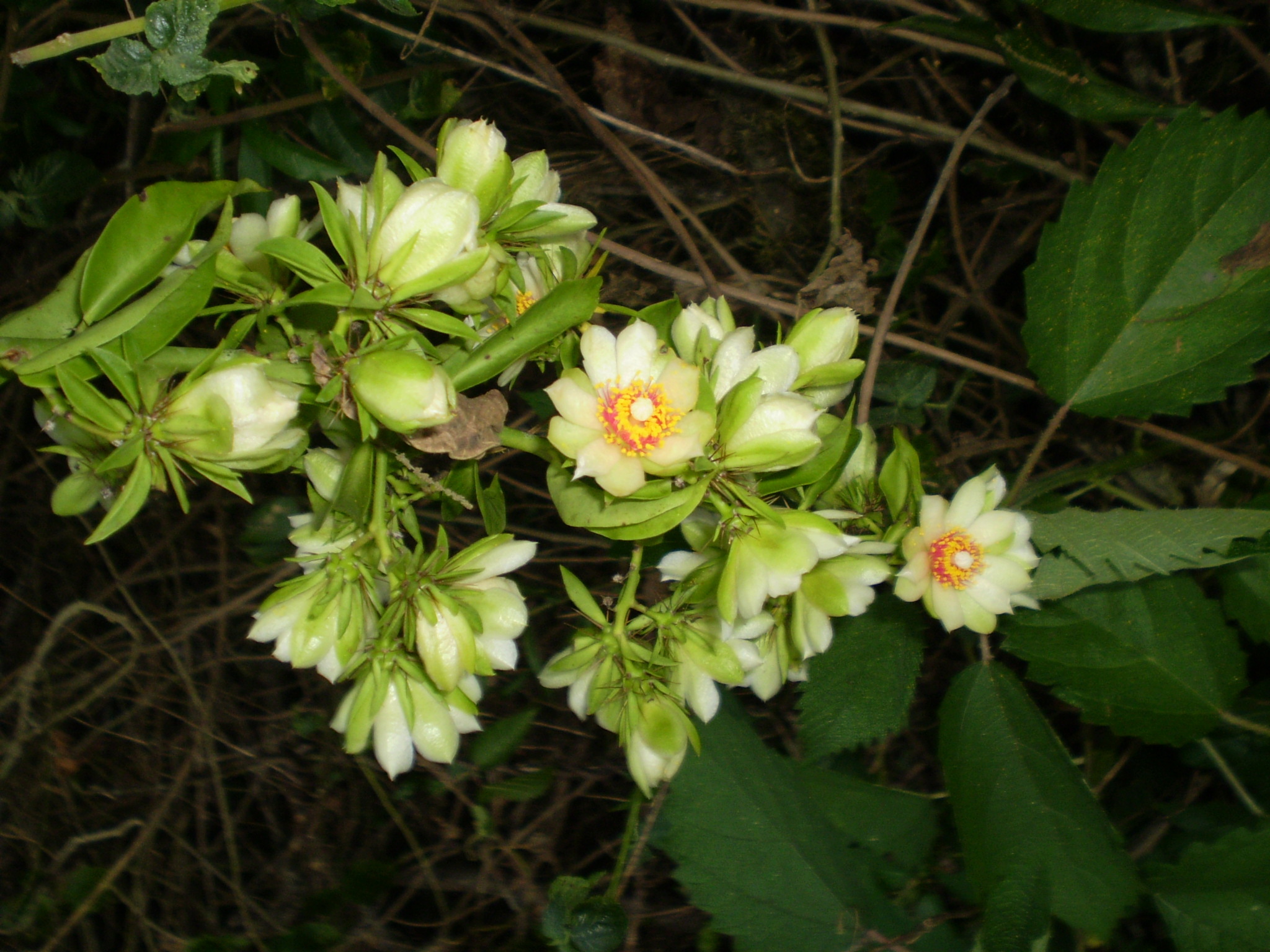 Pereskia aculeata