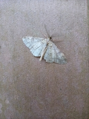 Idaea biselata