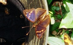 Doxocopa