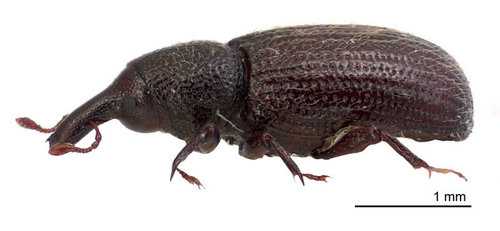 Weevil