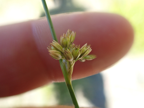 Juncus filiformis iNat (3)