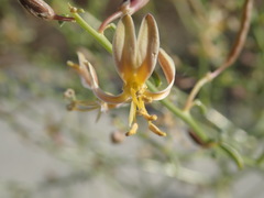 Carsonia sparsifolia