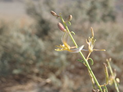 Carsonia sparsifolia