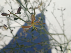 Carsonia sparsifolia