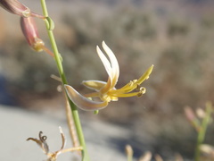 Carsonia sparsifolia