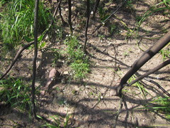 Heliophila diffusa flacca