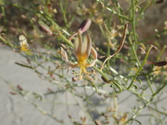 Carsonia sparsifolia