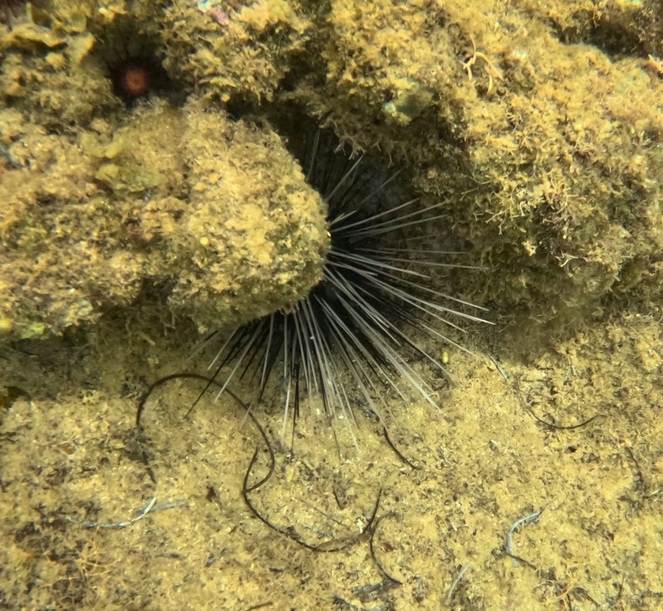 Photo of Long-spined sea urchin (Diadema antillarum)