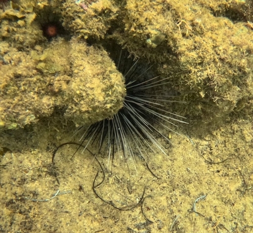 Atlantic Long-spined Sea Urchin, Puerto Rico, photo 5 of 10
