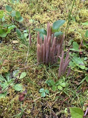 Alloclavaria