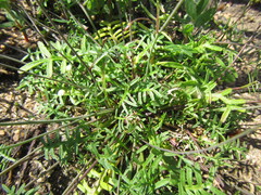 Heliophila diffusa flacca