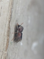Xylobiops texanus