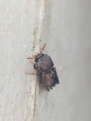 Xylobiops texanus