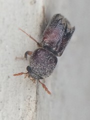 Xylobiops texanus