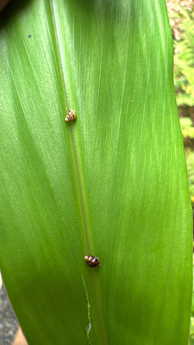 Auriculella observed 2025-07-13