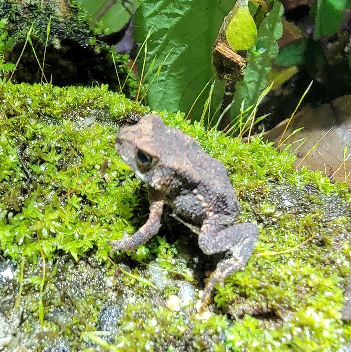 Indian Common True Toad