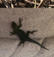 Sceloporus hondurensis