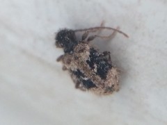 Ptinus texanus