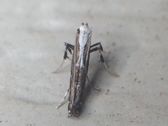 Leucospilapteryx venustella