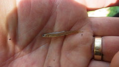 Etheostoma chlorosoma