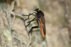 Archilestris magnificus