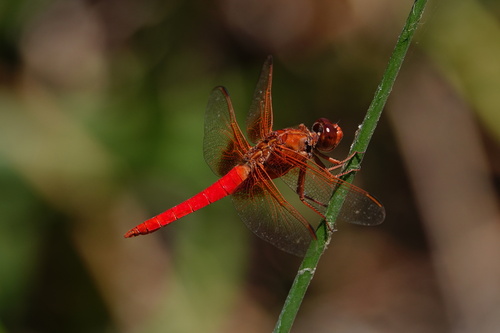 iNaturalist observation photo of Neon Skimmer