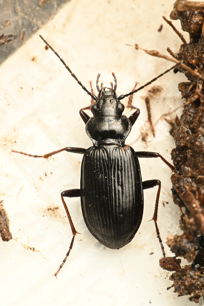 Nebria rufescens lassenensis