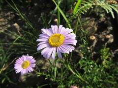Athrixia heterophylla heterophylla