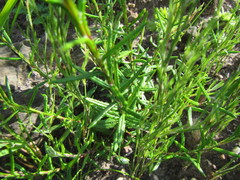 Athrixia heterophylla heterophylla