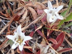 Gentiana newberryi tiogana