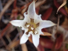 Gentiana newberryi tiogana