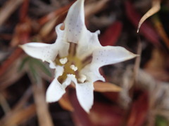 Gentiana newberryi tiogana