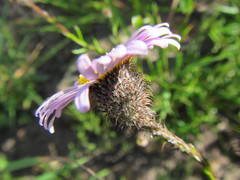 Athrixia heterophylla heterophylla