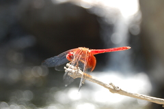 Dythemis maya