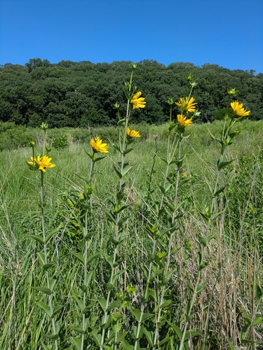 prairie rosinweed