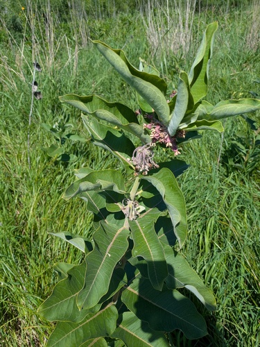 common milkweed