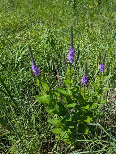 hoary vervain