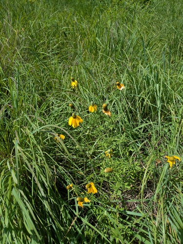 upright prairie coneflower