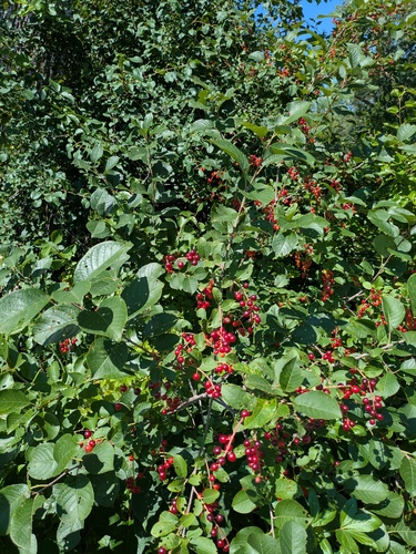 chokecherry
