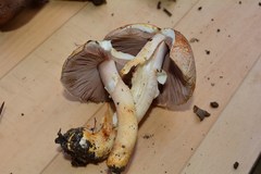 Agaricus brunneolus
