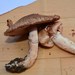 Blushing Wood Mushroom - Photo (c) David Renoult, some rights reserved (CC BY-NC), uploaded by David Renoult