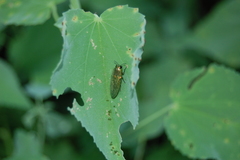 Agaeocera scintillans