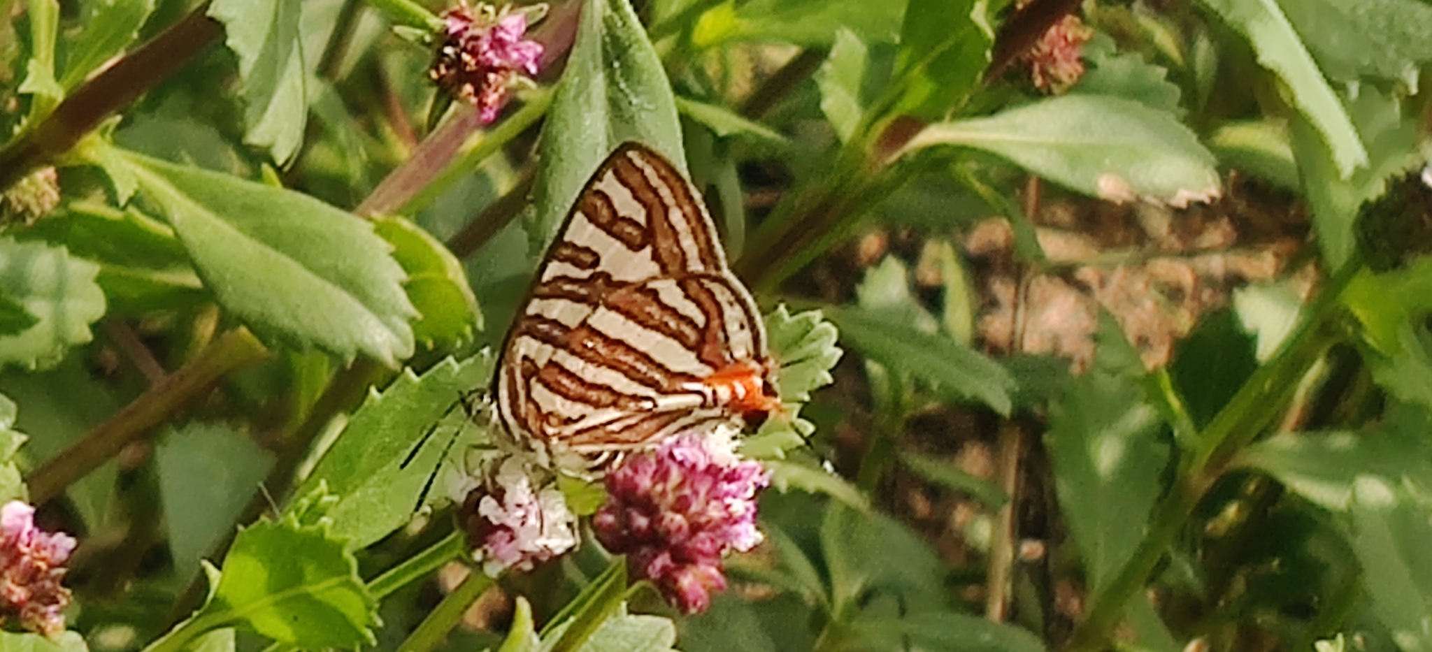 Common Silverline