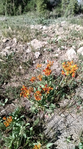 Saffron Ragwort (Packera crocata)